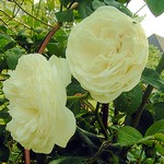 Fotos Rosa