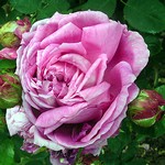Photos Rosa