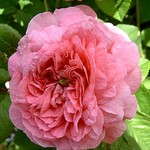 Photos Rosa
