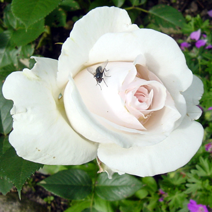 Photos Rosa - Rose