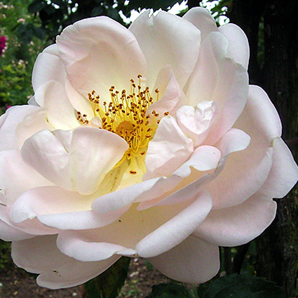 Photos Rosa - Rose