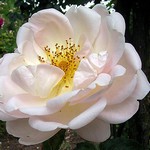 Photos Rosa