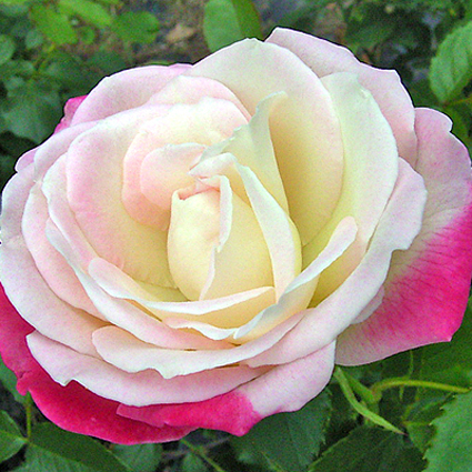 Photos Rosa - Rose