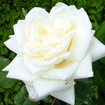 Photos Rosa - Rose