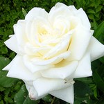 Photos Rosa
