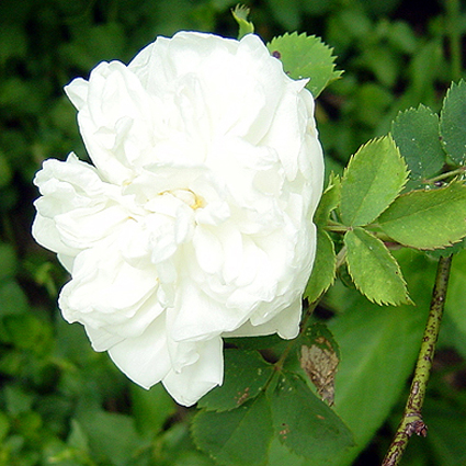 Photos Rosa - Rose