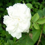 Photos Rosa