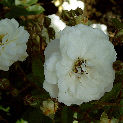 Photos Rosa - Rose
