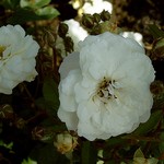 Photos Rosa