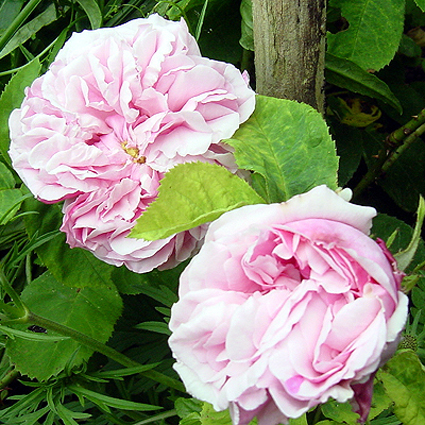 Photos Rosa - Rose
