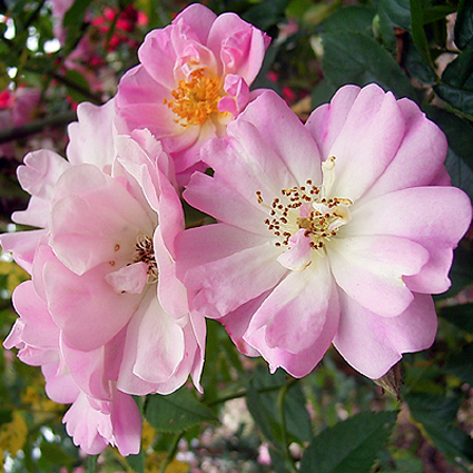 Photos Rosa - Rose
