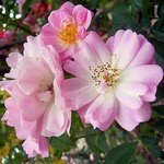 Photos Rosa