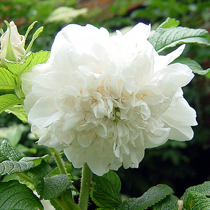 Photos Rosa - Rose