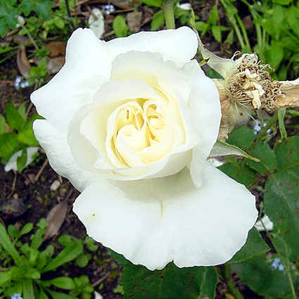Photos Rosa - Rose