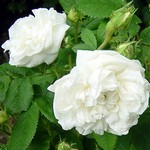 Photos Rosa