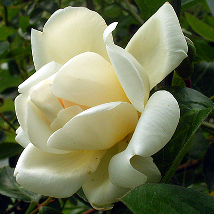 Photos Rosa - Rose