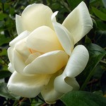 Photos Rosa