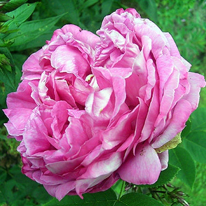 Photos Rosa - Rose