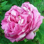 Photos Rosa