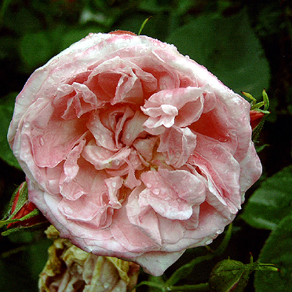 Photos Rosa - Rose