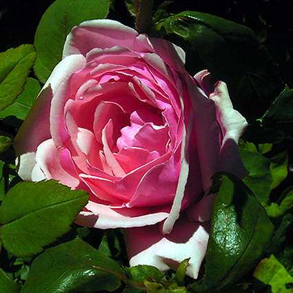 Photos Rosa - Rose