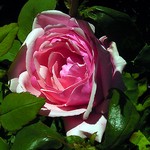 Photos Rosa