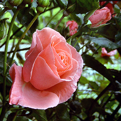 Photos Rosa - Rose
