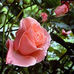 Photos Rosa