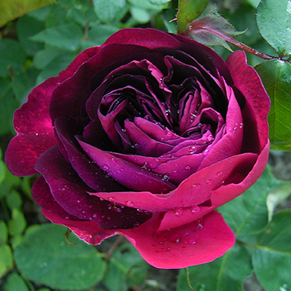 Photos Rosa - 