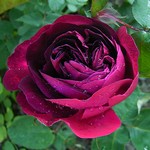Photos Rosa