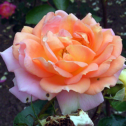 Photos Rosa - 