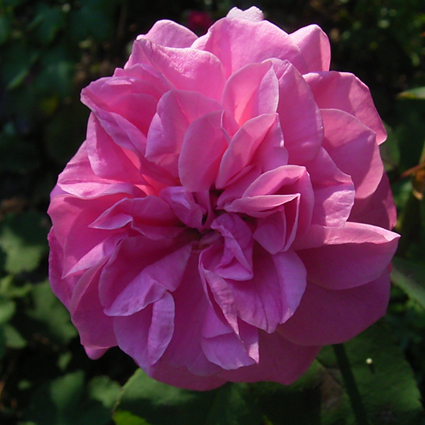 Photos Rosa - Rose