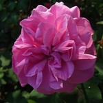 Photos Rosa