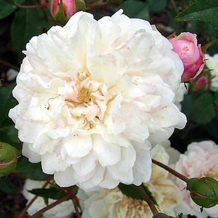 Photos Rosa - Rose