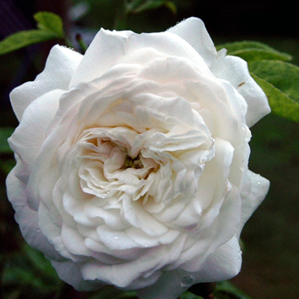 Photos Rosa - Rose