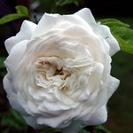 Fotos Rosa