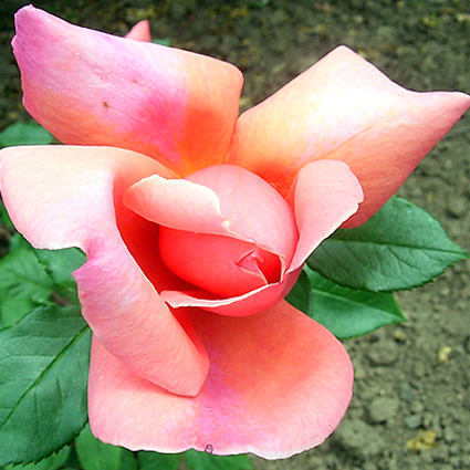 Photos Rosa - Rose