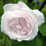 Photos Rosa