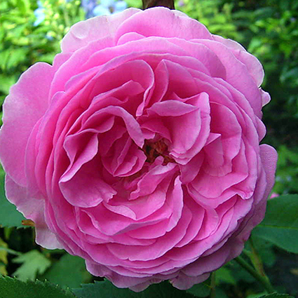 Photos Rosa - Rose