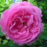 Photos Rosa