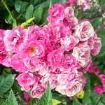 Photos Rosa