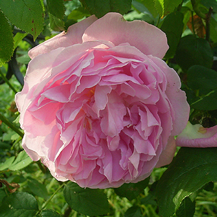 Photos Rosa - Rose