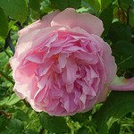 Photos Rosa