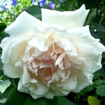 Photos Rosa