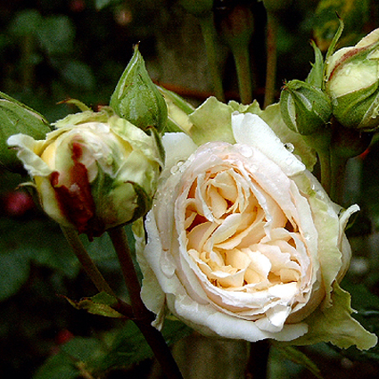 Photos Rosa - Rose