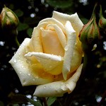 Photos Rosa