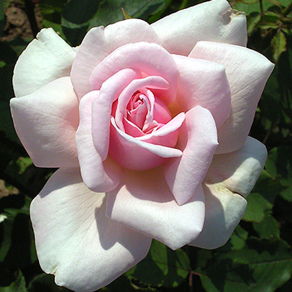 Photos Rosa - Rose