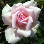 Photos Rosa
