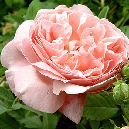 Photos Rosa - Rose