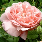 Photos Rosa